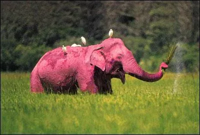 Et quand vous avez trop bu de Dlirium Tremens, vous risquez de voir des...