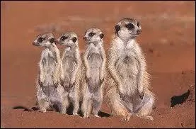Combien d'individus y a-t-il dans dans un groupe de suricates ?