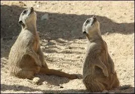 Le mle est-il plus grand ou plus petit que la femelle ?