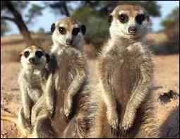 Sur quel continent vivent-ils ?