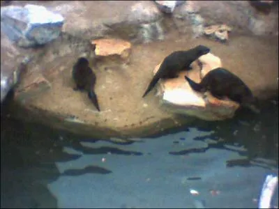 Petit mais beau, qu'est-ce que c'est ?