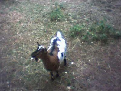 Hihihi, trop mimi ! Qu'est-ce que c'est ?