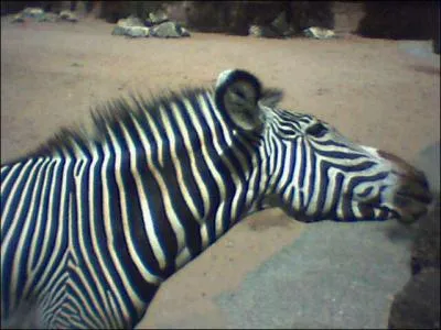 Quel est ce bel animal ?