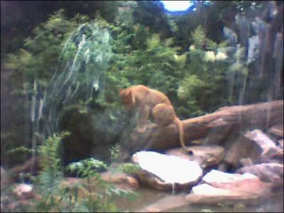 Quel est cet animal ?