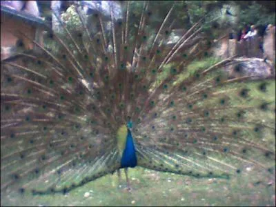 Qu'est-ce que c'est ? Ouaaaaaaah !