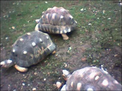 Qu'est-ce que c'est ? Fastoche, non ?