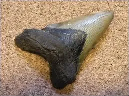 Est-ce que des dents de mgalodon ont t retrouves alors quelles n'taient mme pas fossilises ?