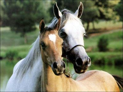 Comment appelle-t-on, de manire gnrale, le pelage des chevaux ?