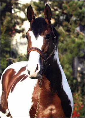 Comment s'appelle cette robe ?