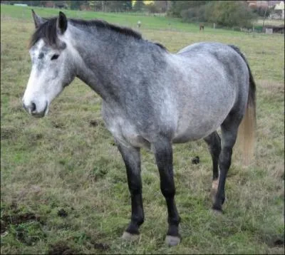 Comment s'appelle cette robe ?