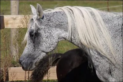 Comment appelle-t-on les petites taches claires sur fond blanc que l'on peut observer chez certains chevaux ?