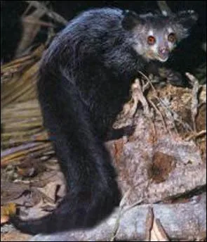 Quel est cet animal?