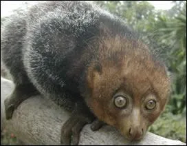 Quel est cet animal?