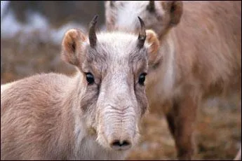 Quel est cet animal?