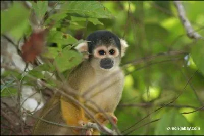 Quel est cet animal?
