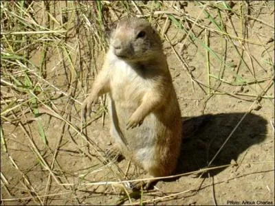 Quel est cet animal?