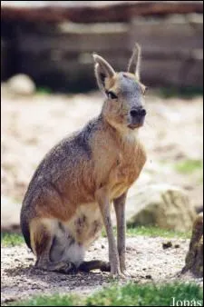 Quel est cet animal?