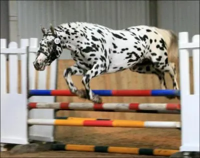 Ce cheval est souvent pris pour un appaloosa. Pourtant, sa robe est toujours blanche avec des ronds noirs. Ces ronds sont toujours ronds et sont abondants sur tout le corps. C'est...