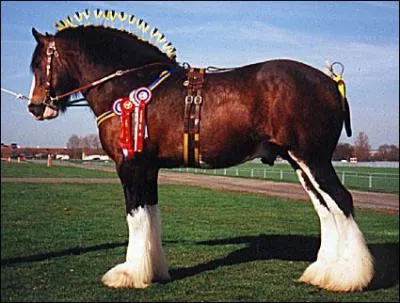 Ce cheval est le plus grand qui existe. Il peut atteindre plus de 2 m au garrot. Il est utilis pour les manifestations, les concours de labours, et quelquefois pour le dressage. C'est...