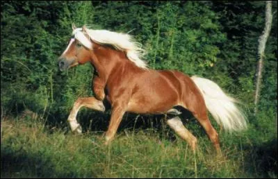 Ce cheval est appel  l'edelweiss . Il est toujours palomino, ou alezan crins lavs. C'est un bon poney qui excelle dans toutes les disciplines. Ce petit cheval de trait est :