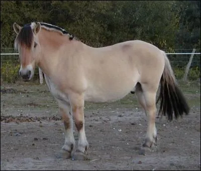 Les Vikings utilisaient dj ce poney pour leurs expditions. Il provient de Norvge. Il est reconnaissable  sa crinire coupe en brosse. C'est...