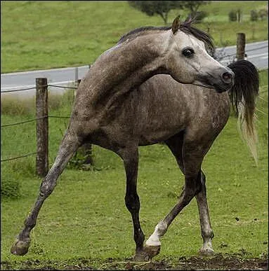 Ce cheval est le plus connu et le plus gracieux. Il est  l'origine de toutes les races de chevaux. Il est endurant, rapide, affectueux et intelligent. Il est lev par les Bdouins. C'est ...