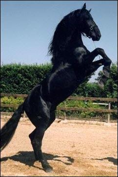 Ce petit cheval provient d'Italie. Sa robe est gnralement noire et plus rarement grise, baie ou rouanne. C'est ...