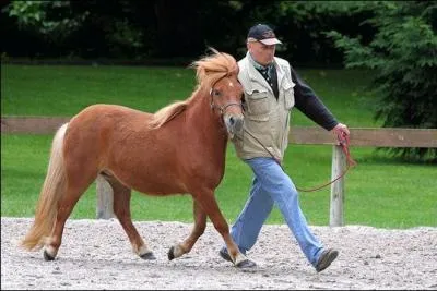 C'est le plus petit poney du monde (de 80  107 cm au garrot) mais aussi un des quids les plus forts du monde par rapport  sa taille. C'est...