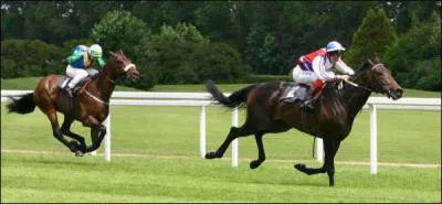 Ce cheval est le roi des courses de galop mais aussi une des races les plus rpandues. C'est ...