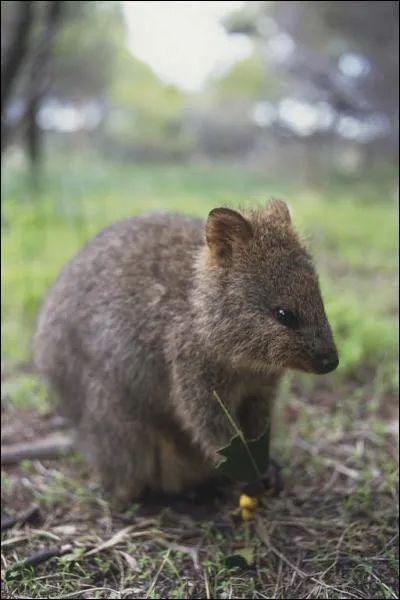 Quel est cet animal?