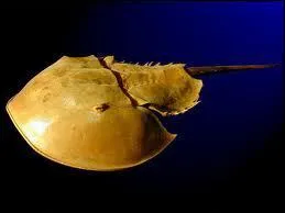 Quel est cet animal ?