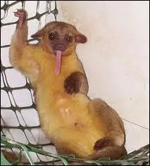 Quel est cet animal ?