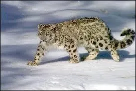 Quel est cet animal ?