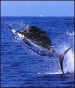 Quel est cet animal ?