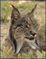 Quel est cet animal ?