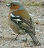 Quel est cet animal ?