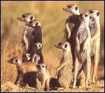 Quels sont ces animaux ?