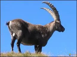 Comment s'appelle cette bte  cornes ?