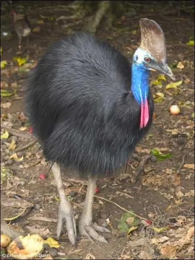 Quel est cet animal?