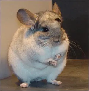 Quel est cet animal?