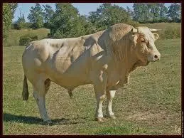 Comment s'appelle cette bte  cornes ?