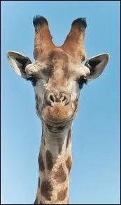 La girafe est-elle une bte  cornes ?