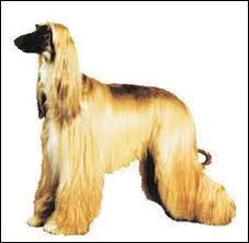 Quelle est la race de ce chien ?