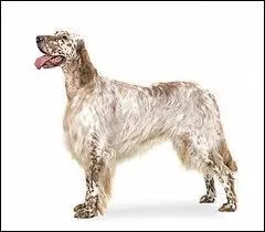 Quelle est la race de ce chien ?