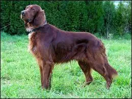 Quelle est la race de ce chien ?