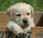 Quiz Races de chiens