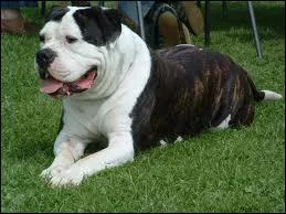 Quelle est cette race de chien ?