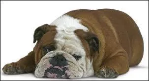 Quelle est cette race de chien ?