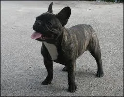 Quelle est cette race de chien ?