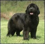 Quelle est cette race de chien ?